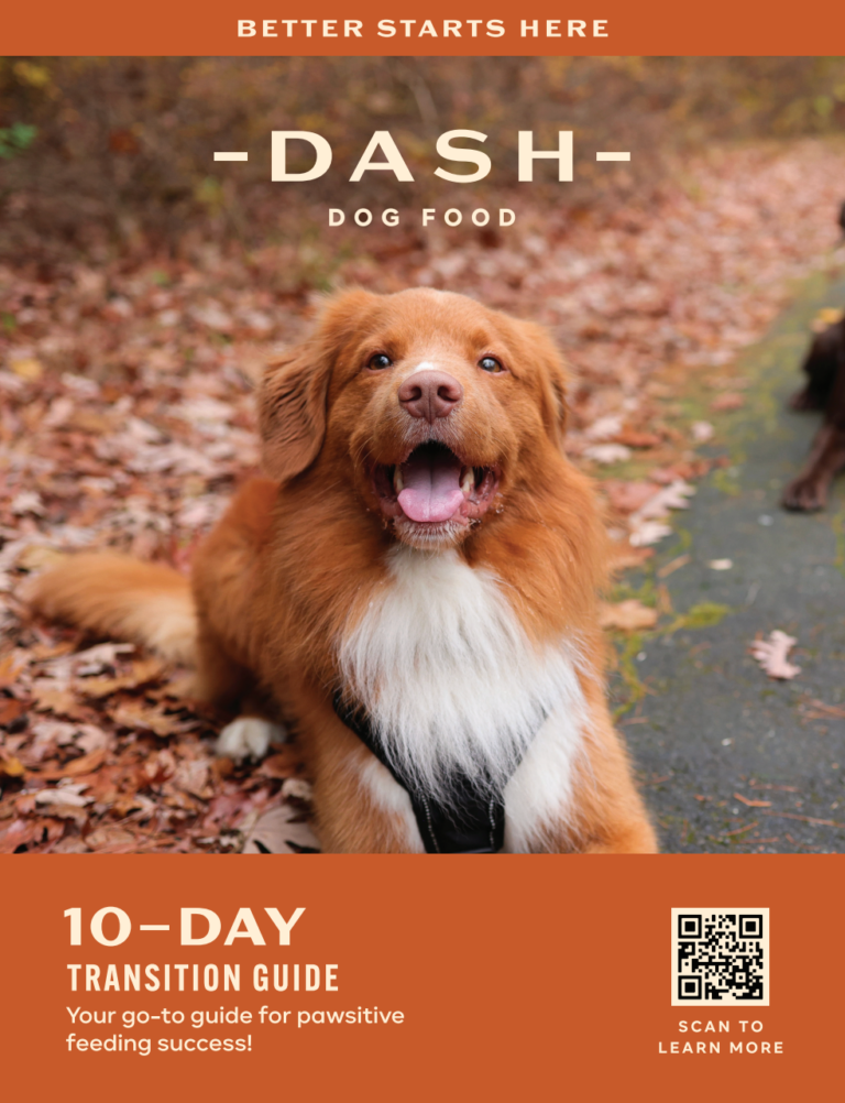 Nutritious Premium Dog Food for Your Pet’s Health