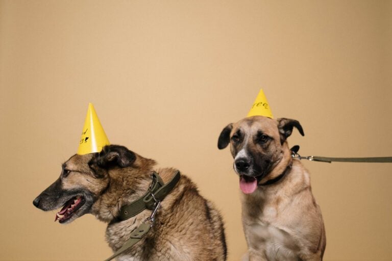 Premium Dog Nutrition Why Quality Food Matters for Your Pet’s Health